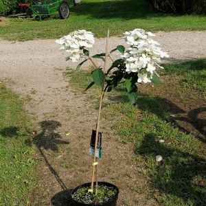 Hortenzija šluotelinė (Hydrangea paniculata) &#039;Wim&#039;s Red&#039; Medelis